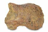 Hadrosaur (Edmontosaurus) Astragalus (Ankle Bone) - Wyoming #292755-1